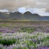 Исландские саги и культурное наследие